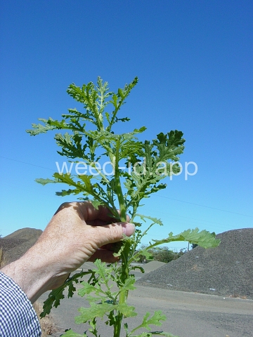 groundsel, woodland